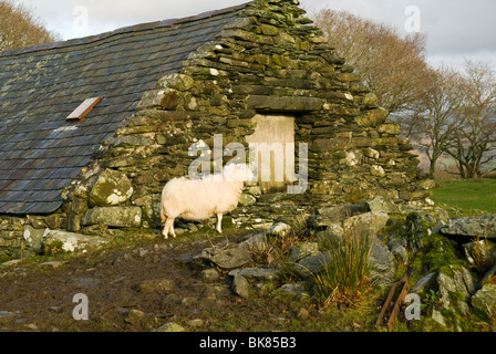 Eine alte Bank Scheune (Split Level Scheune) in der Nähe Ortszentrum, Snowdonia, North Wales, UK Stockfoto