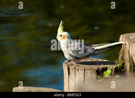 Nymphensittich, oder Kakadu Papagei oder Quarrion, Weero (Nymphicus Hollandicus). Papagei im Park. Stockfoto