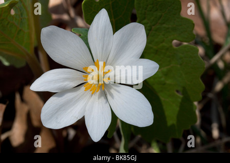 Bloodroot Sanguinaria canadensis Frühling Wildflower Hardwoods Eastern USA von Carol Dembinsky/Dembinsky Photo Assoc Stockfoto