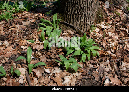 Wilde Zwiebel Lauch Allium Tricoccum Eastern Abfallung Frühlingswald E USA Stockfoto