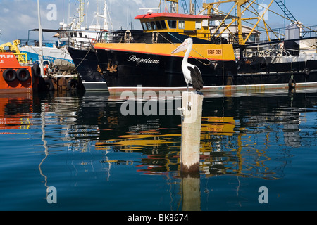 Pelikan sitzt auf einem Liegeplatz Post in das Fischerboot-Hafen von Fremantle, Western Australia. Stockfoto