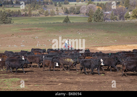 Ein moderner Cowboy auf einem ATV All Terrain Vehicle rundet eine Herde von Rindern für das branding auf eine große Rinderfarm in Zentral-Oregon Stockfoto