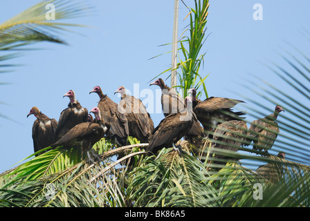 Eine Gruppe von mit Kapuze Geier (Necrosyrtes Monachus) gesammelt in einer Palme in Gambia, Westafrika Stockfoto