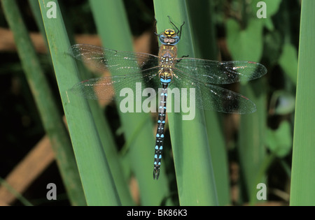 Migrationshintergrund Hawker (Aeshna Mixta) Sonnenbaden Stockfoto