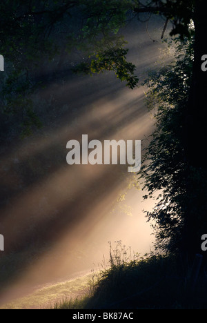 Lichtvorhang im Herbst, neblige Morgenstimmung auf einem Feldweg am Rande des Breitenburger Moors, Schleswig-Holstein, Deutschland, Euro Stockfoto