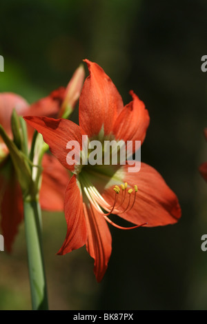 Orange Lilie Blume in Kerala lilium Stockfoto