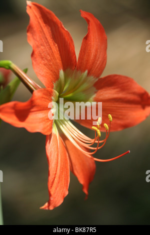 Orange Lilie Blume in Kerala lilium Stockfoto