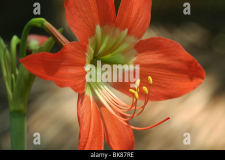 Orange Lilie Blume in Kerala lilium Stockfoto