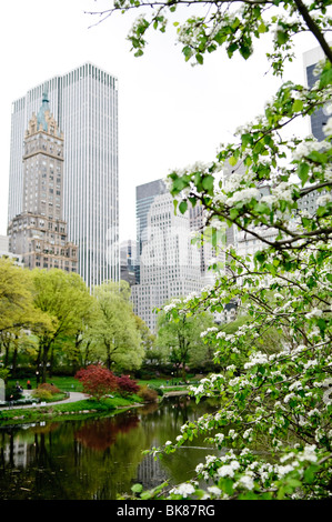Central Park The Pond Spring Laub New York City | NEW YORK, New York – Weiße Blüten und frische Blätter bilden einen Blick auf den Pond im Central Park, wobei die Skyline von Manhattan durch die Äste sichtbar ist. Die Komposition fängt den bewussten Kontrast zwischen kultivierter Natur und der dichten Hochhausarchitektur ein, die ihn umgibt. Der Central Park wurde 1858 als erster landschaftlich gestalteter öffentlicher Park in den Vereinigten Staaten eröffnet. Stockfoto