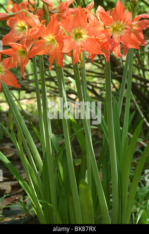 Orange Lilie Blume in Kerala lilium Stockfoto