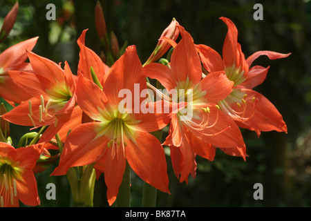 Orange Lilie Blume in Kerala lilium Stockfoto