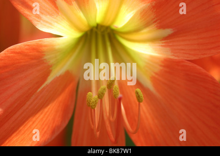 Orange Lilie Blume in Kerala lilium Stockfoto