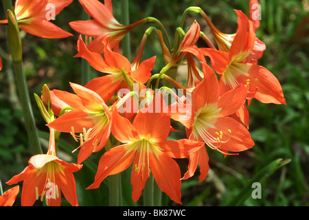 Orange Lilie Blume in Kerala lilium Stockfoto