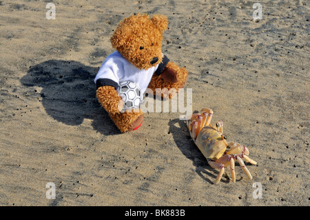 Teddy Bär Betrachtung ein Ghost Krabben oder Sand Crab (Ocypode SP.), Jabula Strand in der Nähe von Santa Lucia, Provinz KwaZulu-Natal, South Afri Stockfoto