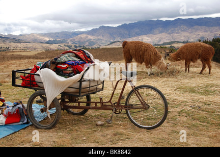 Zwei Lamas und ein Fahrrad, Huilahuila, Peru, Südamerika, Lateinamerika Stockfoto