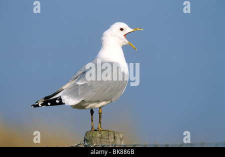 Gemeinsamen Gull (Larus Canus), stehend auf einem Pfahl krächzend Stockfoto