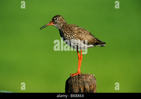 Gemeinsamen Rotschenkel (Tringa Totanus), stehend auf einem Zaunpfahl Stockfoto