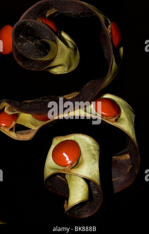 Samen der roten Beadtree lokalen Namen Manjadi Adenanthera pavonina Stockfoto