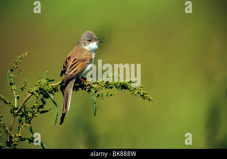 Whitethroat (Sylvia Communis), thront auf einem Ast Stockfoto