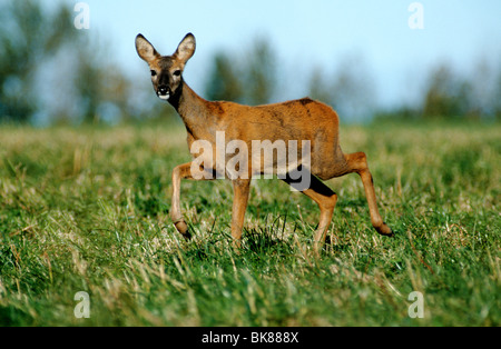 Europäische Rehe (Capreolus Capreolus), Doe zu Fuß vorsichtig durch den Rasen, Wechsel von Sommer zu Wintermantel Stockfoto