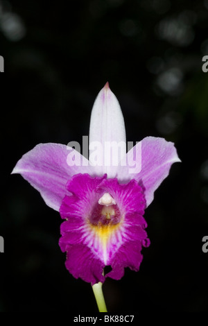 Bambus Orchidee (Arundina Graminifolia) Blume Nahaufnahme Makro Stockfoto