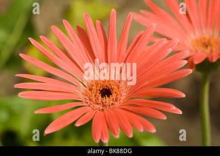 Dalia Blume in voller Blüte in kerala Stockfoto