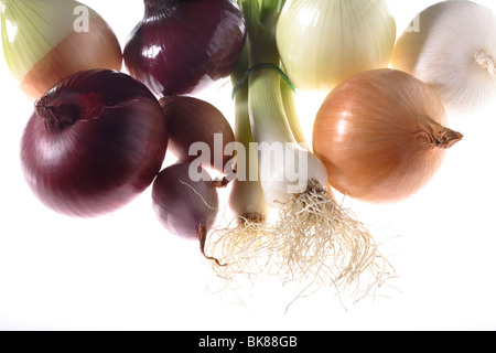Weiße Zwiebeln (Allium Cepa), Lauch (Allium Fistulosum), Frühlingszwiebeln, Zwiebeln (Allium Cepa), eschalot Stockfoto