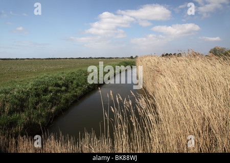 Langes Gras am Flussufer, Wiltshire, England, Großbritannien Stockfoto