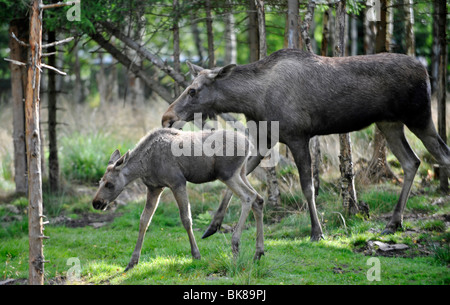 Elch mit Kalb, Elk Park in der Nähe von Lagan, Schweden, Europa Stockfoto