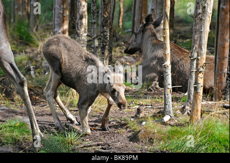 Elchkalb in Elk Park in der Nähe von Lagan, Schweden, Europa Stockfoto