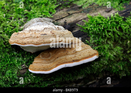 Des Pferdes HUF Pilz oder Zunderschwamm (Zündstoff Fomentarius) wächst auf abgestorbenem Holz Stockfoto