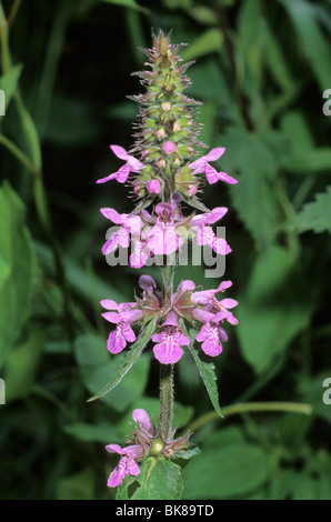 Marsh Woundwort (Niederwendischen Palustris) Stockfoto