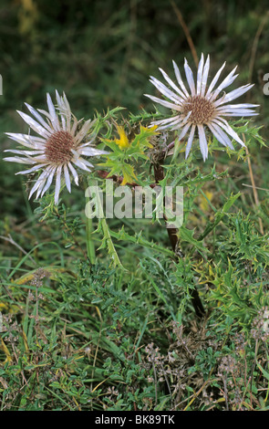 Silberdistel (Carlina Acaulis) Stockfoto