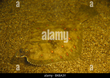 Scholle, Plattfische (Pleuronectes Platessa) Stockfoto