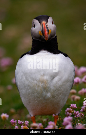 Papageitaucher (Fratercula Arctica), Fair Isle, Shetland, Schottland, Vereinigtes Königreich, Europa Stockfoto