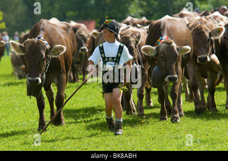 Rinder-Trennung in Bad Hindelang, Allgäu, Bayern, Deutschland, Europa Stockfoto
