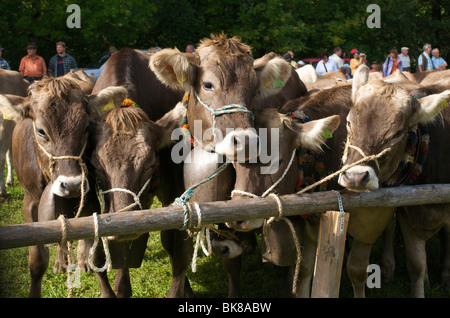 Rinder-Trennung in Bad Hindelang, Allgäu, Bayern, Deutschland, Europa Stockfoto