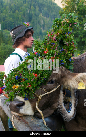 Rinder-Trennung in Bad Hindelang, Allgäu, Bayern, Deutschland, Europa Stockfoto