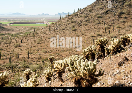 Blick auf die Sonora-Wüste von einem Wanderweg auf Casa Grande Mountain Stockfoto