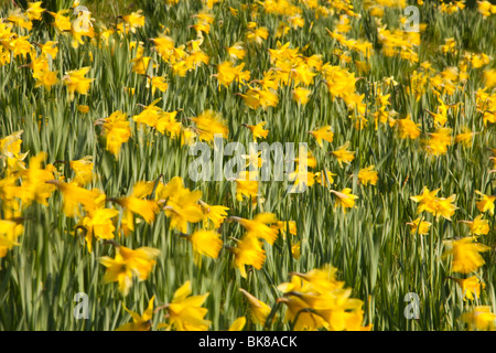 Wilde Narzissen in Holehird Gärten in Windermere, Lake District, Großbritannien. Stockfoto