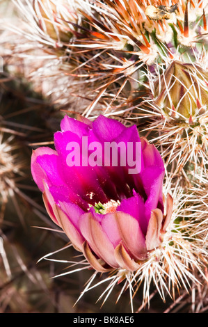 Igel Kaktusblüten in der Sonora-Wüste blüht Stockfoto