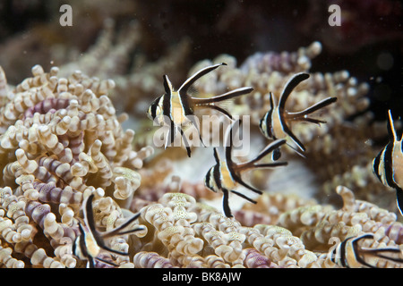 Banggai Cardinalfish (Pterapogon Kauderni), junge, Indonesien Stockfoto