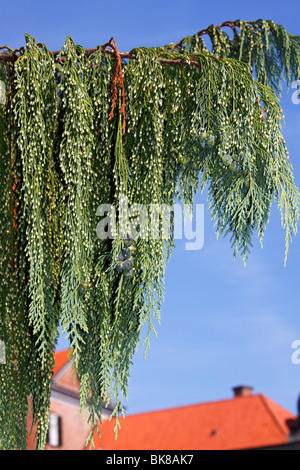 Nootka Zypresse (Chamaecyparis Nootkatensis, Pendel Sorte) Stockfoto