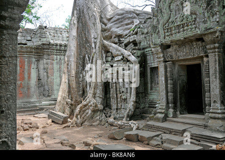 Tetrameles Baum (Tetrameles Nudiflora), Baumwurzeln überwuchert die Ruinen der Tempelanlage von Ta Prohm, Angkor Thom, UNES Stockfoto