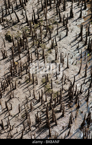 Mangroven-Baum, Detail, Indonesien, Asien Stockfoto