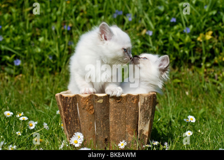 Zwei Birma Kätzchen in einem Blumenkasten Stockfoto