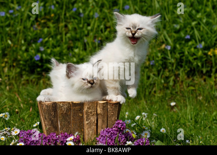 Zwei Birma Kätzchen in einem Blumenkasten Stockfoto