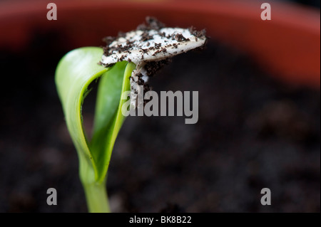 Zucchini 'Midnight' Hybridpflanze Sämlinge verwerfen ihre Samen. Großbritannien Stockfoto