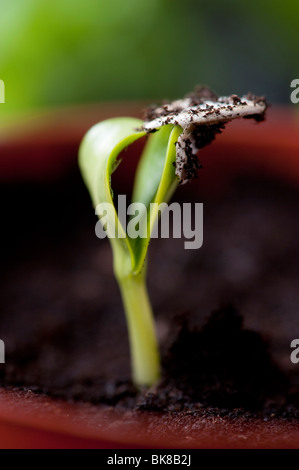 Zucchini 'Midnight' Hybridpflanze Sämlinge verwerfen ihre Samen. Großbritannien Stockfoto