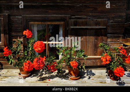 Geranien (Pelargonium) vor verwitterte eines kleinen Fensters, Holz, Glentleiten Landwirtschaft Museum, Bayern, Deutschland, Europa Stockfoto